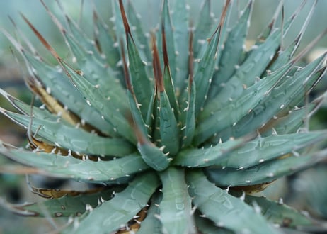 アガベ　ユタエンシス　Agave uthaensis　No.6