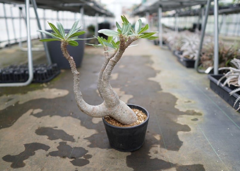 パキポディウム マカイエンセ | mana's green:塊根植物販売|マナズグリーン パキポディウム マカイエンセ
