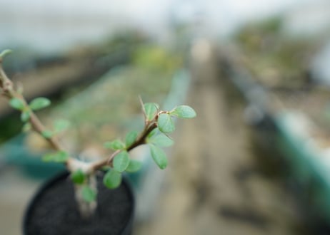 フォークイエリア　フォルモサ　Fouquieria formosa