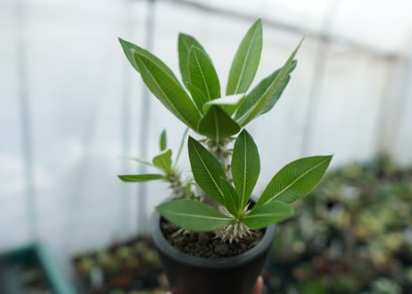 パキポディウム　ホロンベンセ　Pachypodium horombense  No.13