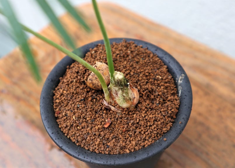 ディオーン エデュレ | mana's farm:塊根植物・アガベ・ドライガーデン