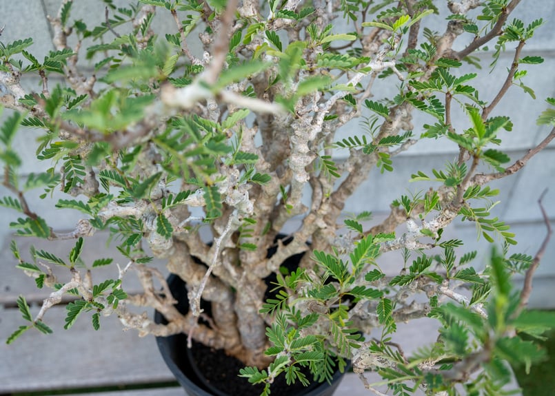 センナ メリディオナリス 実生株 大⑨ 塊根植物 コーデックス