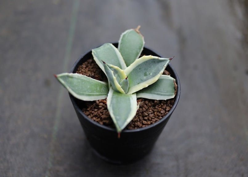 アガベ クリームスパイク | mana's farm:塊根植物・アガベ・ドライ