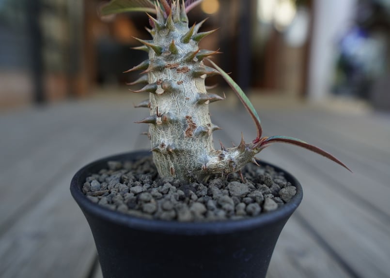 パキポディウム バロニー Pachypodium baronii | mana's farm:
