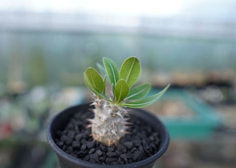 パキポディウム　ロスラツム　Pachypodium rosulatum