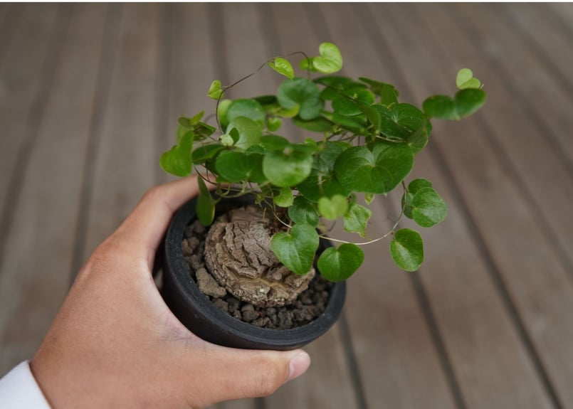 亀甲竜 モンタナ Dioscorea elephantipes var. montana |