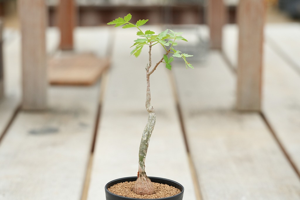 ブルセラ・ヒンドシアナ実生　塊根植物 ブルセラ ヒンドシアナ 沖縄実生 | mana's farm:塊根植物・アガベ