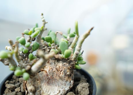 ケラリア　ピグマエア　Ceraria pygmaea 　No.4