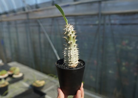 パキポディウム　伊藤ハイブリッド　Pachypodium 'Itoh Hybrid'  No.2