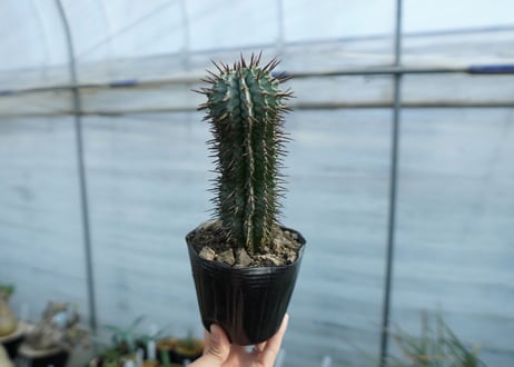 ユーフォルビア　ゼブラホリダ　Euphorbia horrida var. zebrina