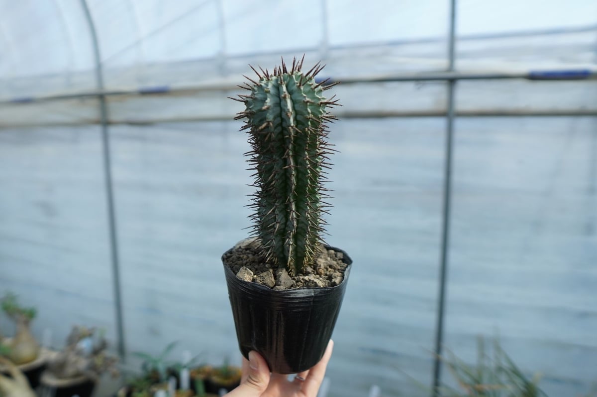ユーフォルビア ゼブラホリダ Euphorbia horrida var. zebrina |