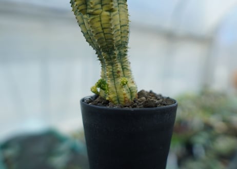 ユーフォルビア　魔紅キリン　Euphorbia　“Makou kirin”