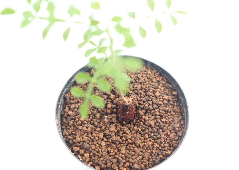 オペルクリカリア デカリー 実生 | mana's farm:塊根植物・アガベ