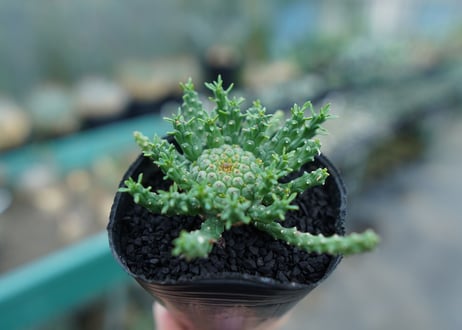 ユーフォルビア　ゴルゴニス　Euphorbia gorgonis  No.1