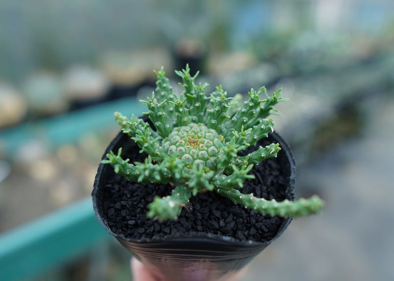 ユーフォルビア　ゴルゴニス ユーフォルビア・ゴルゴニスの基本情報・育て方｜多肉植物