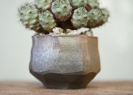 Ortegocactus macdougallii