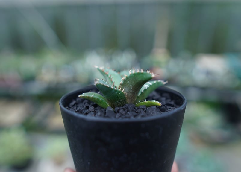 アガベ チタノタ FO-76 Agave titanota FO-76 No.5 | man