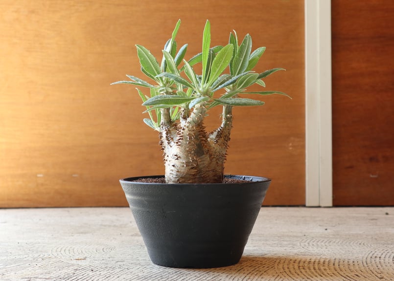 パキポディウム　ホロンベンセ(発根済み) パキポディウム ホロンベンセ 現地球 安心の発根済み - メルカリ