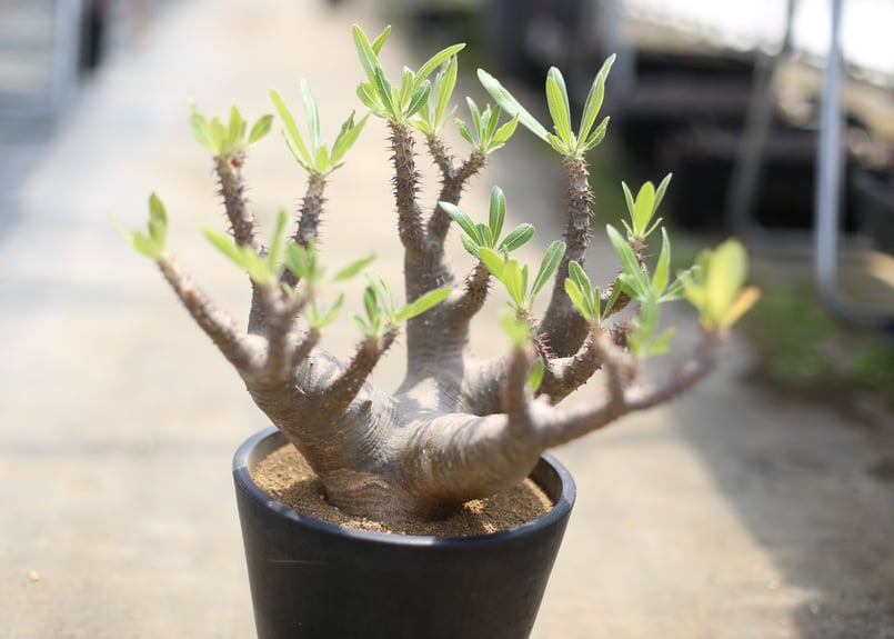 パキポディウム マカイエンセ | mana's farm:塊根植物・アガベ・ドライ