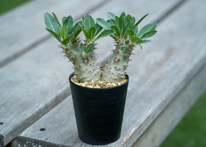 パキポディウム　ホロンベンセ パキポディウム ホロンベンセ | mana's farm:塊根植物・アガベ・ドライ