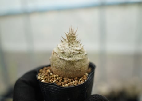 mana's farm:塊根植物・アガベ・ドライガーデン植物販売|マナズファーム