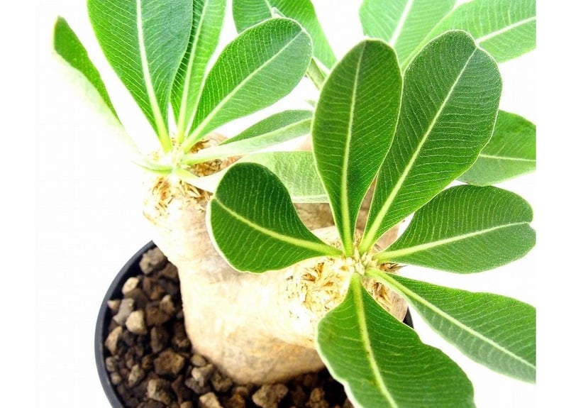 Pachypodium eburneum パキポディウム エブレネウム №2 | mana'