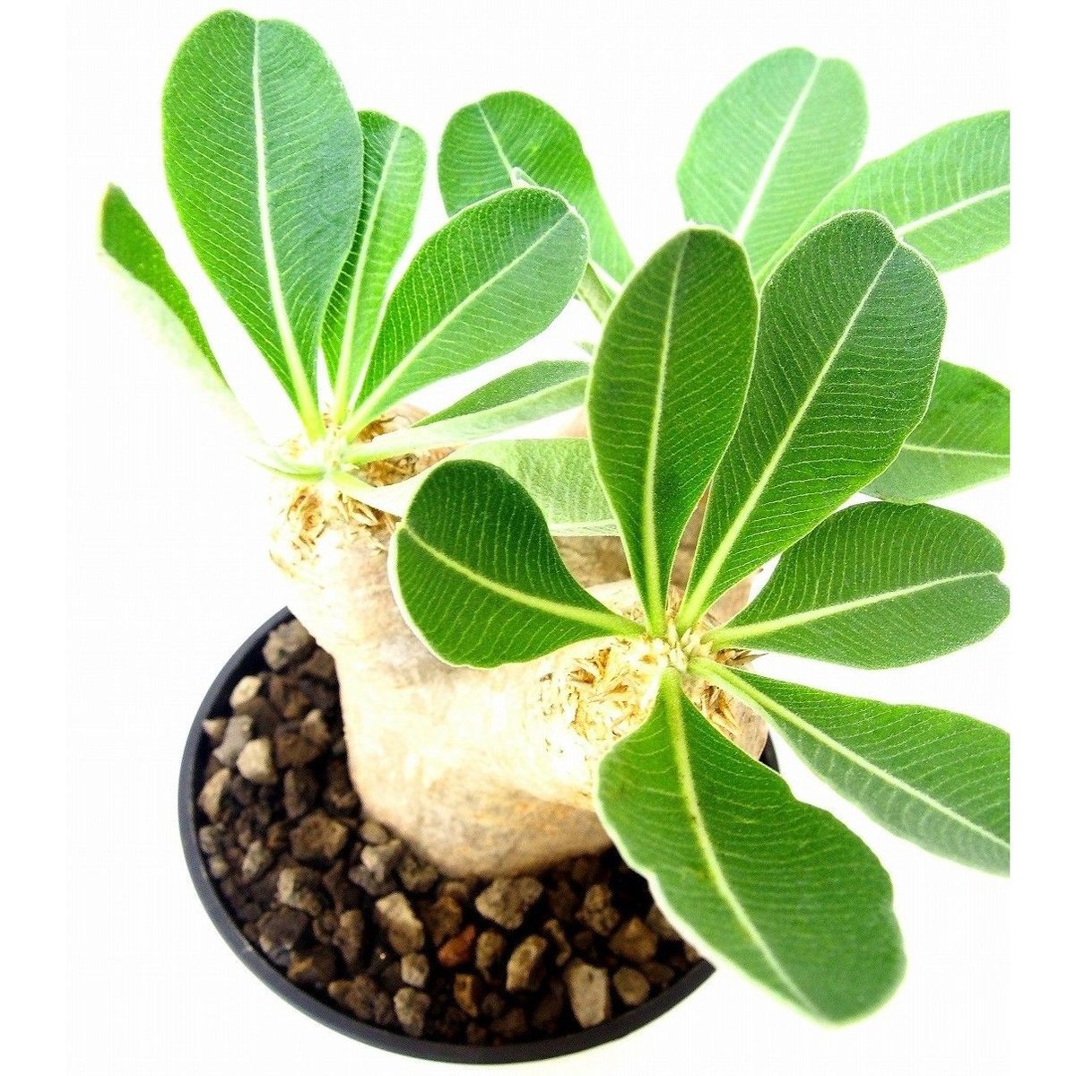 Pachypodium eburneum パキポディウム エブレネウム №2 | mana'