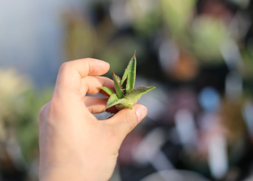 アガベ ホリダ 子株 | mana's farm:塊根植物・アガベ・ドライガーデン