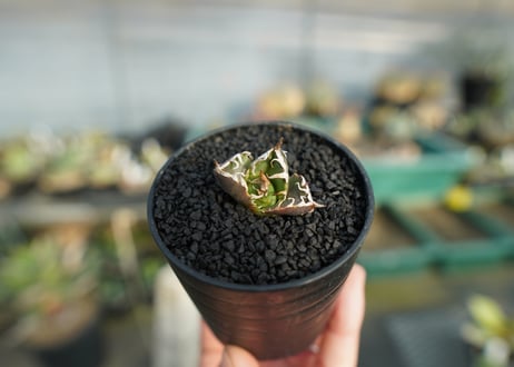 アガベ　チタノタ　鬼爪雪峰  Agave titanota “Onitsume Yukimine”