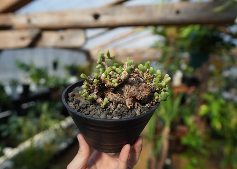 ケラリア ピグマエア No.1 | mana's farm:塊根植物・アガベ・ドライ