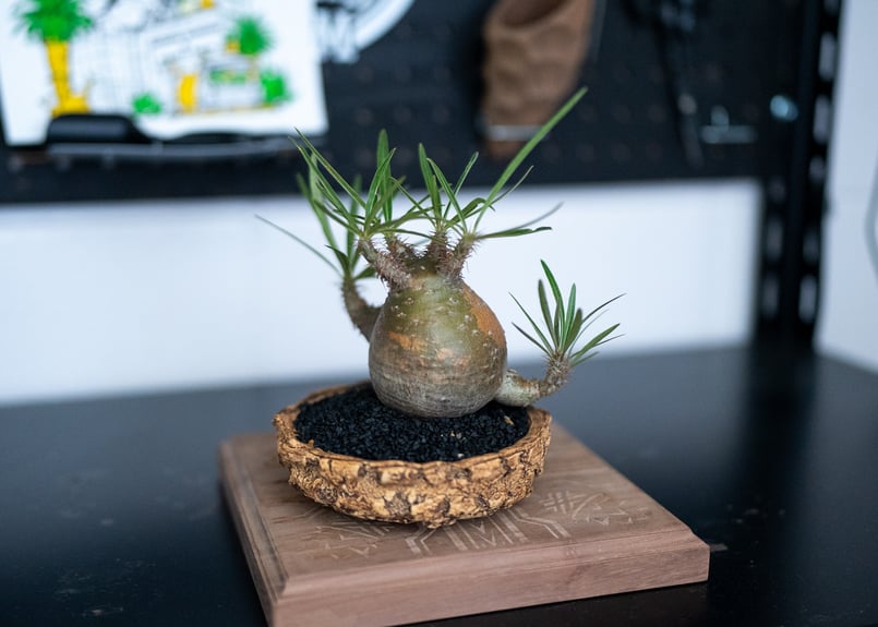 パキポディウム グラキリス(真ん中のみ) パキポディウム グラキリス 沖縄管理株 | mana's farm:塊根植物