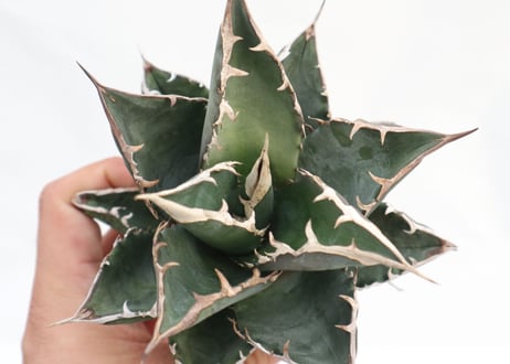 Agave titanota FO-76 dwarf  compacta  no.3