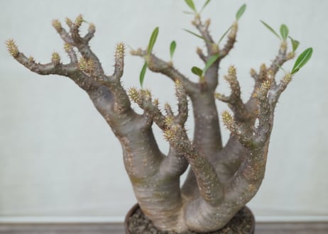 Pachypodium makayense