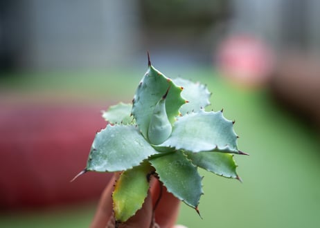 アガベ　キャメロンブルー　カキコ株　NO.1
