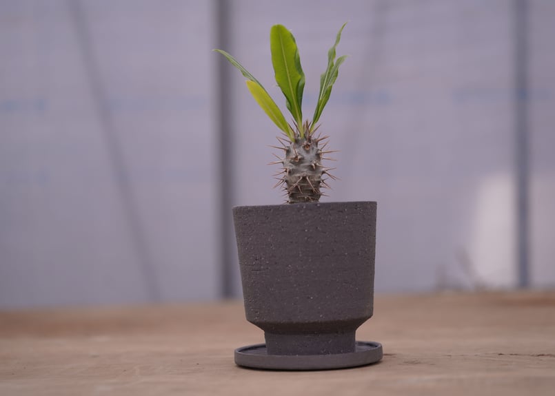 パキポディウム ラメリー Pachypodium lamerei | mana's farm: