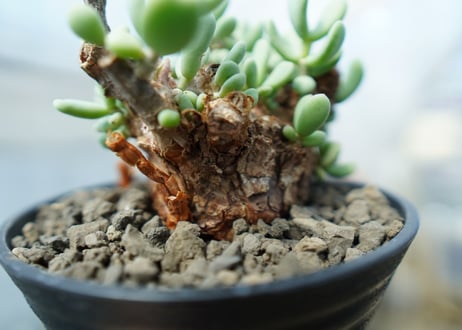 ケラリア　ピグマエア　Ceraria pygmaea 　No.5
