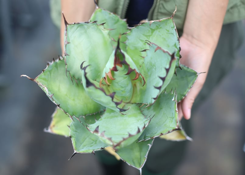 Agave B&B | mana's farm:塊根植物・アガベ・ドライガーデン植物販売