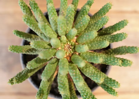 九頭竜 　Euphorbia inermis