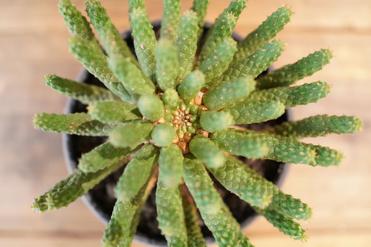 Euphorbia inermis 九頭竜　大株 九頭竜 Euphorbia inermis | mana's farm:塊根植物・アガベ・ド