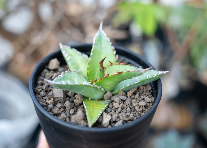 アガベ オテロイ agave oteroi No.2 | mana's farm:塊根植物・ア