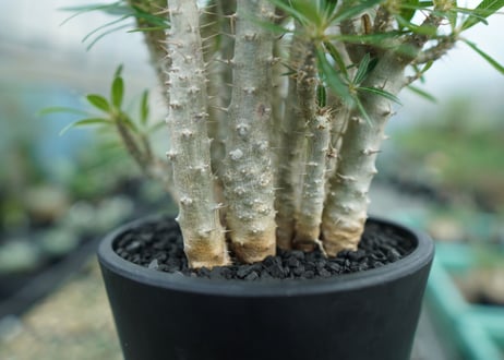 パキポディウム　ロスラーツム　Pachypodium rosulatum
