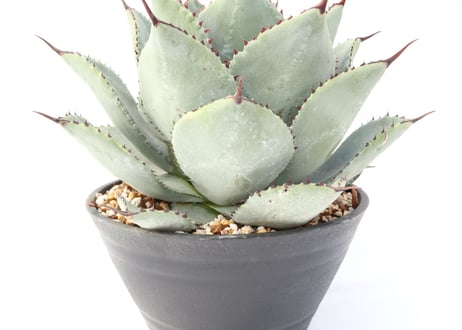 Agave pygmaea 'Dragon Toes'