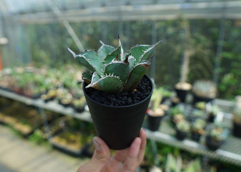 アガベ チタノタ 白鯨? 子株付 Agave Titanota Oteroi-