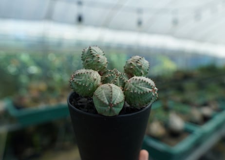 ユーフォルビア　オベサブロー　Euphorbia ObesaBlow