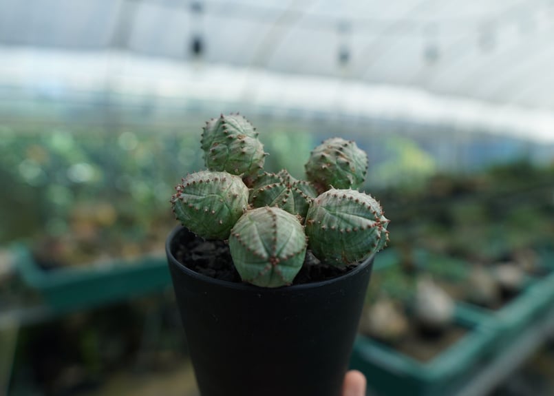 ユーフォルビア オベサブロー Euphorbia ObesaBlow | mana's far ユーフォルビア オベサブロー Euphorbia ObesaBlow | mana's far