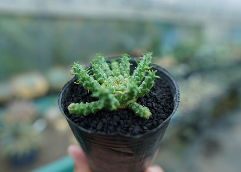 ユーフォルビア　ゴルゴニス ユーフォルビア・ゴルゴニスの基本情報・育て方｜多肉植物