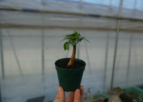 フィカス パルメリー Ficus palmeri