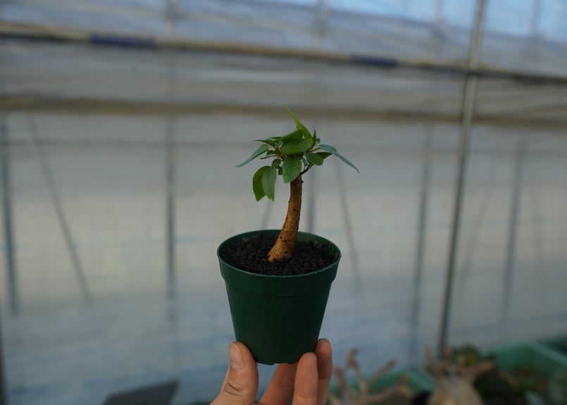 フィカス パルメリー Ficus palmeri | mana's farm:塊根植物・アガベ