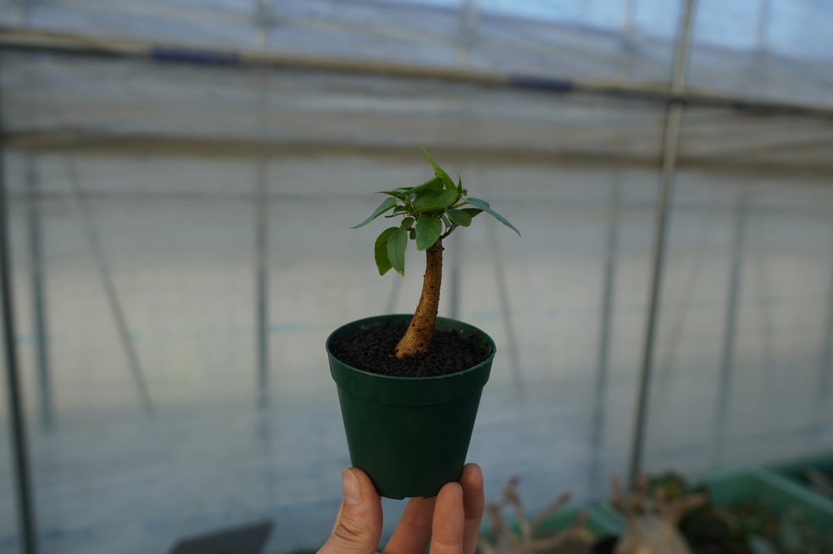 フィカス パルメリー Ficus palmeri | mana's farm:塊根植物