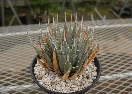 アガベ　ユタエンシス　Agave uthaensis　NO.4